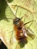Osmia bicornis